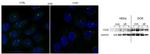 CD36 Antibody in Immunocytochemistry (ICC/IF)