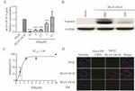 SARS Coronavirus Nucleocapsid Antibody in Western Blot (WB)