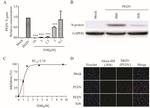 SARS Coronavirus Nucleocapsid Antibody in Western Blot (WB)