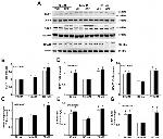 GRPR Antibody in Western Blot (WB)