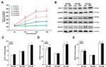 GRPR Antibody in Western Blot (WB)