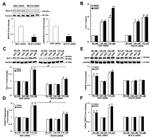 GRPR Antibody in Western Blot (WB)