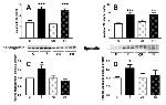 NGAL Antibody in Western Blot (WB)