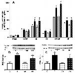 NGAL Antibody in Western Blot (WB)