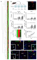 TNF alpha Antibody in Immunocytochemistry (ICC/IF)