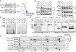 NDUFS2 Antibody in Western Blot (WB)