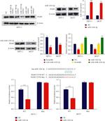 PGM5 Antibody in Western Blot (WB)