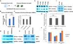 SARS/SARS-CoV-2 Spike Protein S2 Antibody in Western Blot (WB)