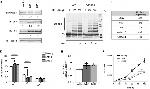 p53 Antibody in Western Blot (WB)