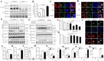 METTL3 Antibody in Western Blot, Immunoprecipitation, ELISA (WB, IP, ELISA)