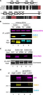 TEV Cleavage Site Antibody in Western Blot (WB)