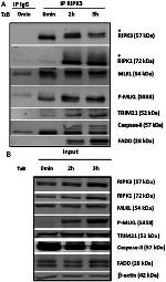 RIP3 Antibody in Western Blot, Immunoprecipitation (WB, IP)