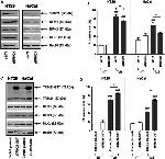 RIP3 Antibody in Western Blot (WB)