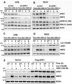 APE1 Antibody in Western Blot (WB)