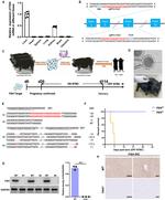 FAH Antibody in Immunohistochemistry (Paraffin) (IHC (P))