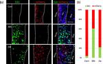 mCherry Antibody in Immunohistochemistry (IHC)