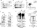 FBXO45 Antibody in Western Blot (WB)