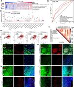 CD4 Antibody in Immunohistochemistry (IHC)