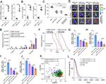 CD4 Antibody in Flow Cytometry (Flow)