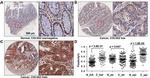 COL5A2 Antibody in Immunohistochemistry (IHC)