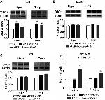 Phospho-Tau (Ser202, Thr205) Antibody in Western Blot (WB)