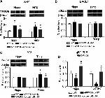 Phospho-Tau (Ser202, Thr205) Antibody in Western Blot (WB)