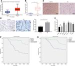 EED Antibody in Immunohistochemistry (IHC)