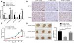 EED Antibody in Immunohistochemistry (IHC)