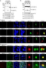 BAG2 Antibody in Western Blot (WB)