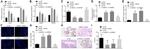BAG2 Antibody in Western Blot, Immunohistochemistry, Immunohistochemistry (Paraffin) (WB, IHC, IHC (P))