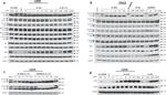 Cullin 4A Antibody in Western Blot (WB)