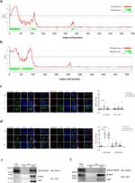 Apolipoprotein J Antibody in Western Blot, Immunoprecipitation (WB, IP)