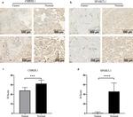 CHRDL1 Antibody in Immunohistochemistry (IHC)