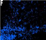 Mouse IgG (H+L) Cross-Adsorbed Secondary Antibody in Immunohistochemistry (Frozen) (IHC (F))