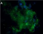 Mouse IgG (H+L) Cross-Adsorbed Secondary Antibody in Immunohistochemistry (Frozen) (IHC (F))