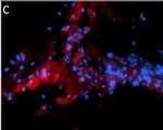 Mouse IgG (H+L) Cross-Adsorbed Secondary Antibody in Immunohistochemistry (Frozen) (IHC (F))