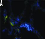 Mouse IgG (H+L) Cross-Adsorbed Secondary Antibody in Immunohistochemistry (Frozen) (IHC (F))