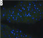 Mouse IgG (H+L) Cross-Adsorbed Secondary Antibody in Immunohistochemistry (Frozen) (IHC (F))