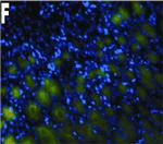 Mouse IgG (H+L) Cross-Adsorbed Secondary Antibody in Immunohistochemistry (Frozen) (IHC (F))