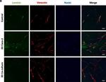 Mouse IgG (H+L) Cross-Adsorbed Secondary Antibody in Immunocytochemistry (ICC/IF)