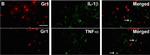 Rabbit IgG (H+L) Cross-Adsorbed Secondary Antibody in Immunohistochemistry (PFA fixed) (IHC (PFA))