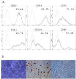 CD105 (Endoglin) Antibody in Flow Cytometry (Flow)