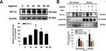 Rabbit IgG (H+L) Secondary Antibody in Western Blot (WB)