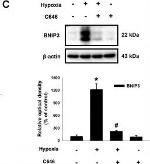 Mouse IgG (H+L) Secondary Antibody in Western Blot (WB)