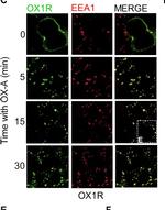 Mouse IgG (H+L) Highly Cross-Adsorbed Secondary Antibody in Immunocytochemistry (ICC/IF)