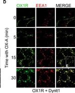 Mouse IgG (H+L) Highly Cross-Adsorbed Secondary Antibody in Immunocytochemistry (ICC/IF)