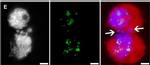 Guinea Pig IgG (H+L) Highly Cross-Adsorbed Secondary Antibody in Immunocytochemistry (ICC/IF)