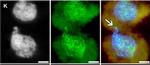 Guinea Pig IgG (H+L) Highly Cross-Adsorbed Secondary Antibody in Immunocytochemistry (ICC/IF)