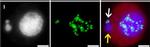 Guinea Pig IgG (H+L) Highly Cross-Adsorbed Secondary Antibody in Immunocytochemistry (ICC/IF)