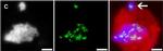 Guinea Pig IgG (H+L) Highly Cross-Adsorbed Secondary Antibody in Immunocytochemistry (ICC/IF)